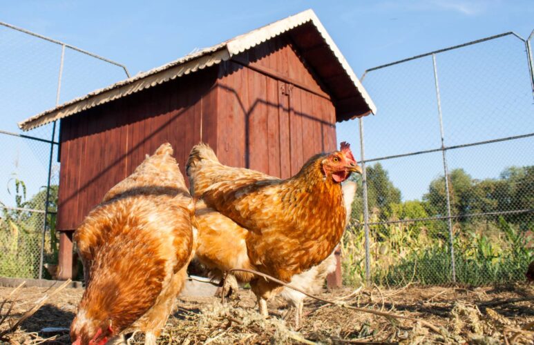 What to Consider Before Building a Chicken Coop